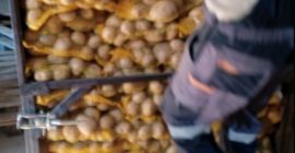 Papas amarillas a la venta en lotes pequeños y