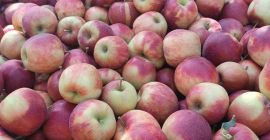 Vendo una manzana Jonaprince limpia y bonita, sin granizo,