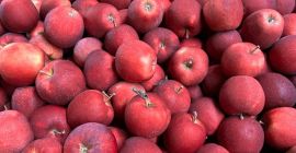 Somos proveedores de confianza de frutas y verduras frescas