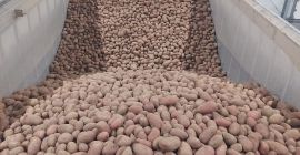 Ofrecemos papas rojas y amarillas al por mayor. Empacadas