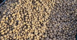 Vendo papas de las variedades Retsonia y Soraja. Tengo