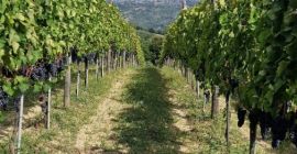 Vendo uvas Aglianico di Montemarano, procedentes de viñedos familiares