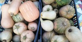 Calabazas de Halloween para decorar