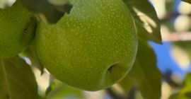 Se venden 50-60 toneladas de manzanas Granny Smith, clase