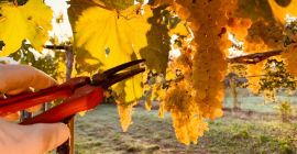 Uvas de vino blanco comunes de la zona de