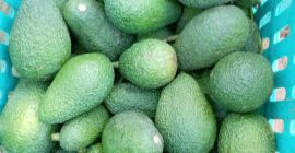 Ofrecemos aguacate Hass premium Ofrecemos aguacate Hass premium proveniente de la región de