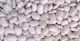 Vendo judías enanas, cosecha 2025. Envases: 10kg, 25kg, 50kg