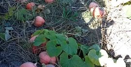 Vendo calabazas en grandes cantidades. 0,70 PLN por kg.