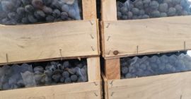 Hola. Tengo 78 toneladas de uvas moldavas para vender,