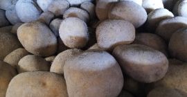 Patatas de la variedad Agata, cultivadas en la llanura