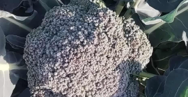 Vendo brocoli en floretes Vendo brocoli en floretes o floretes enteros, cantidad y