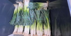 Tengo puerros en venta, alrededor de 500.000 piezas. Variedad