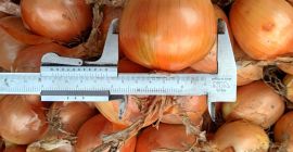 Vendo cebollas Sedona. Calibres Vendo cebollas Sedona. Calibres del 5 al 8. Sin