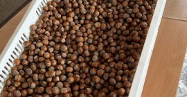 Vendo avellanas variedad Tonda di Gifoni (polinizador Tonda Gentile