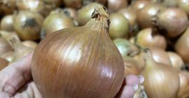Venderé cebollas sanas, gruesas y de alta calidad, en