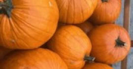 Vendo calabazas de Halloween de calibre 2-5, 5-12, 12+