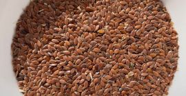 Semillas de olivo, lino marrón, 1.000 toneladas DAP, Brest,