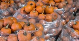 Vendo calabazas de Halloween en tamaños que van desde