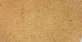 Mostaza blanca, producción 2025, Mostaza blanca, producción 2025, muy buena calidad, envasada a