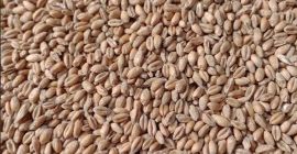 Vendo 25 toneladas de triticale orgánico. Tengo certificado orgánico