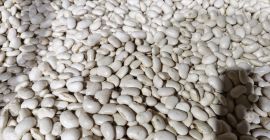 Estimado/a señor/a, ofrecemos diversos tipos de frijoles. Si le