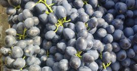 Uvas moldavas de calidad