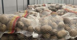 Papas alemanas premium: venta al por mayor en toda