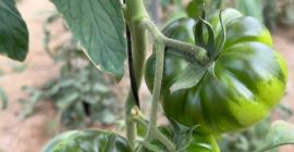 Tomate Raf de Nijar. Tipo Convencional