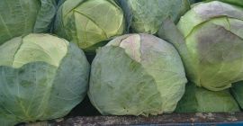 Productor de col propia, ofreciendo calidad y cantidad.