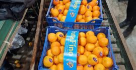 TEMPORADA LLENA DE VITAMINAS Y COLORES, TE TRAEMOS OTRA