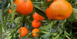 TEMPORADA LLENA DE VITAMINAS Y COLORES, TE TRAEMOS OTRA