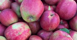 Crujientes, jugosas y rebosantes de dulzura natural, nuestras manzanas