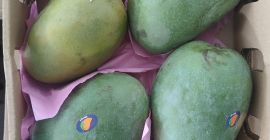 Mango fresco, maduro en el árbol, listo para consumir,