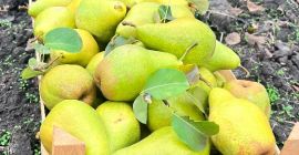 Peras Xenia Frescas de Moldavia: Dulces, Jugosas y Listas