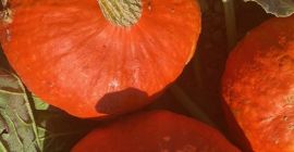 Calabazas orgánicas de Hokkaido de calidad Naturland a la