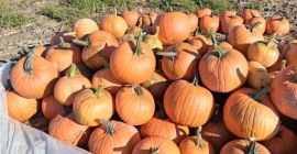 Calabazas Gladiator a la venta, de 7 a 14