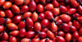 Busco comprador para escaramujos Busco comprador para escaramujos de mi propia plantación. Actualmente