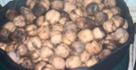 Tengo 35 kilos de frutos secos frescos.