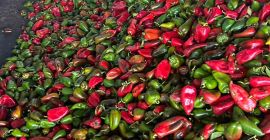 Pimientos rojos y verdes, de segunda calidad 0,80 st/kg