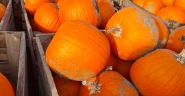 Estoy vendiendo calabazas.