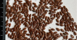 CERIO comercializa lino marrón. Pureza: 97-98%, contenido de aceite: