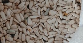 Girasol blanco dzakiran seleccionado para más información [número de