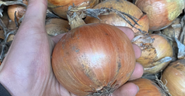 Hola, vendo cebollas amarillas sueltas de la variedad Fasto