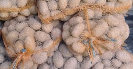 Vendo patatas de mi propia finca. Variedades: Red Sonia,