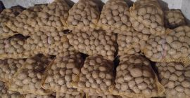 Venderé papas Gala de suelo ligero, en cantidades para