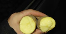 Tengo 10 hectáreas de patatas de la variedad Ludmiła,