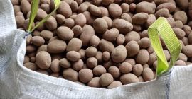 Hola. Tengo a la venta patatas comestibles Soraya y