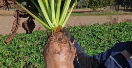 Variedad Brigadier cosechada a mano