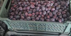 Estoy vendiendo ciruelas como regalo de la tienda refrigerada.