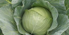 Descendencia de col Futoški Cantidad 50000t-60000t